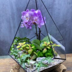 флораріум, орхідея, живі квіти у вазі, декор, подарунок, 8 березня, день народження, композиція з квітами