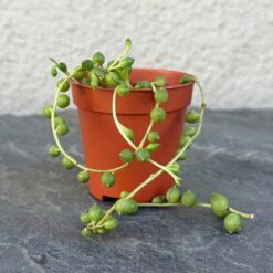 Крестовик Роули горшок 5 см, Senecio rowleyanus суккулент для декора, Жемчужный крестовик мини растение, Суккулент с круглыми листьями 5 см, Нитка жемчуга горшок маленький, Senecio rowleyanus для флорариума, Сенецио Роули декоративный суккулент, Крестовик Роули горшок миниатюрный, Сенечио с нитевидными побегами растение, Декоративный крестовик нитка жемчуга, Суккулент Роули для интерьера, Senecio rowleyanus мини горшок, Хрестовик Роулі горщик 5 см, Senecio rowleyanus сукулент для декору, Перлинний хрестовик міні рослина, Сукулент з круглим листям 5 см, Нитка перлів горщик маленький, Senecio rowleyanus для флораріуму, Сенеціо Роулі декоративний сукулент, Хрестовик Роулі горщик мініатюрний, Сенечіо з ниткоподібними пагонами рослина, Декоративний хрестовик нитка перлів, Сукулент Роулі для інтер'єру, Senecio rowleyanus міні горщик