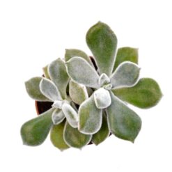 суккуленты