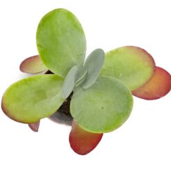 суккуленты