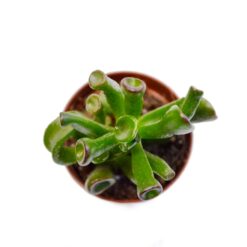 суккуленты