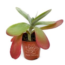 суккуленты