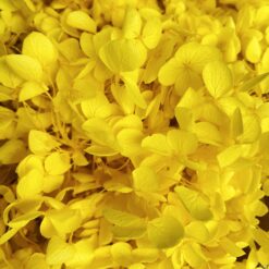 стабілізована гортензія, сухоцвіти, квіти для свічок, декор, квіти для букетів, гортензія