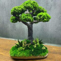 бонсай, декор, стабилизированые растения