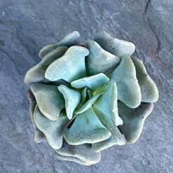 160 ГРН Эхеверия Кубик Фрост - Echeveria Cubic Frost, Эхеверия Кубический Мороз ЭХЕВЕРИЯ КУБИК ФРОСТ - ECHEVERIA CUBIC FROST