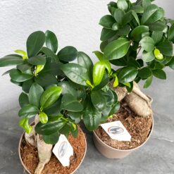 Фикус Гинсенг Микрокарпа