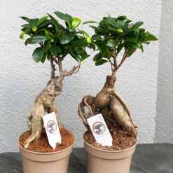 Фікус Гінсенг Мікрокарпа