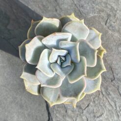 Ехеверія Лола (Echeveria Lola)