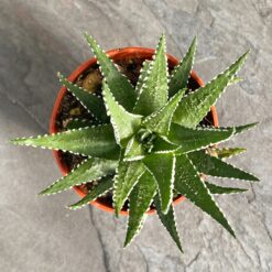 Хавортія Біг Бенд (Haworthia Big Band)