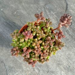 Очиток Сталхи (Sedum stahlii)