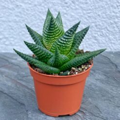 Хавортія Ліміфолія (Haworthia limifolia)