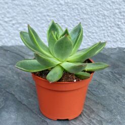 Ехеверія Міранда Echeveria Miranda Flat
