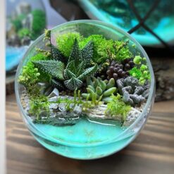 Флораріум з сукулентами