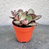 Каланхоє Хуміліс Зебра Kalanchoe Humilis Zebra, сукуенти, квіти для флораріума, калаехоє