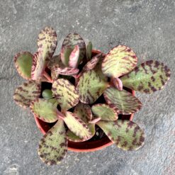 Каланхоє Хуміліс Зебра Kalanchoe Humilis Zebra, сукуенти, квіти для флораріума, калаехоє