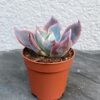 Echeveria gibbiflora f. metallica