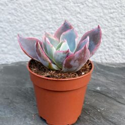 Echeveria gibbiflora f. metallica