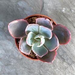 ЭХЕВЕРИЯ ГИББИФЛОРА МЕТАЛЛИКА