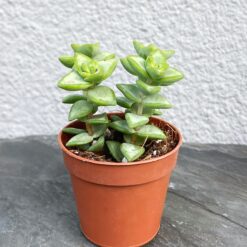 Крассула Рупестрис