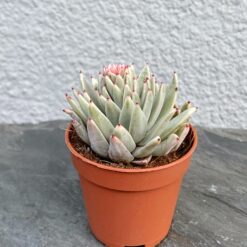 Echeveria Agavoides