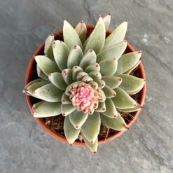 Echeveria Agavoides