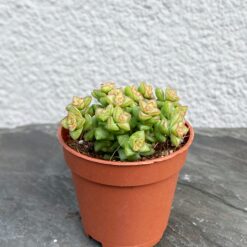 Крассула Рупестрис Том Тамб (Crassula Rupestris Tom Thumb )