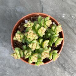 Crassula Rupestris Tom Thumb