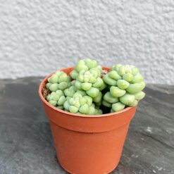 Sedum Burrito (Седум Буррито)