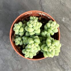 Sedum Burrito (Седум Буррито)