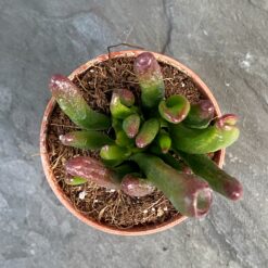 Крассула Хоббит