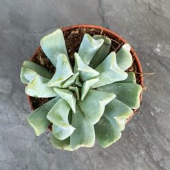 Echeveria Blue Swan Україна