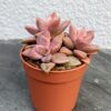 Граптоседум Бронз (Graptosedum Bronze)