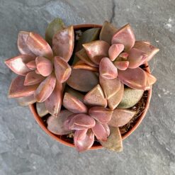 Граптоседум Бронз