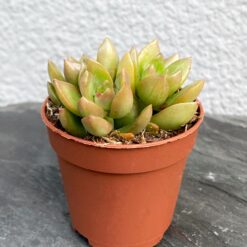 Седум Адольфа — Sedum Adolphii