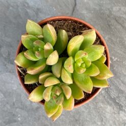 Седум Адольфа —