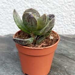 Adromischus maculatus Адромискус пятнистый