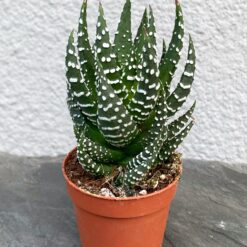 Хавортия Рейнвардта (Haworthia reinwardtii)