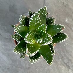 Хавортія Рейнвардта (Haworthia reinwardtii)