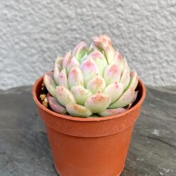 ЭХЕВЕРИЯ ЗОННЕСТРААЛ РОЗОВАЯ - ECHEVERIA ZONNESTRAAL PINK