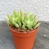 Седум Моргана Магнум Sedum Morganianum Magnum