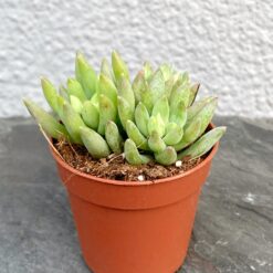 Седум Моргана Магнум Sedum Morganianum Magnum