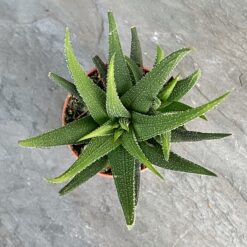 Хавортия фасциата Конколор (Haworthia Fasciata var. Concolor)