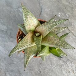 Хавортія мозаїчна Інакше: Хавортія шахова