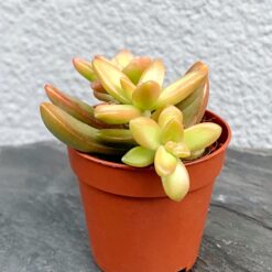 Седум Нуссбаумера (Sedum Nussbaumerianum)