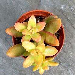 Седум Нуссбаумера (Sedum Nussbaumerianum)