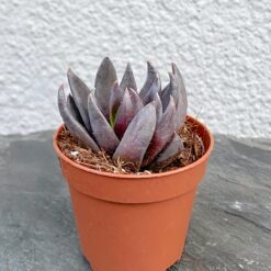Echeveria Affinis Эхеверия Аффинис Черный рыцарь