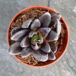 Echeveria Affinis Эхеверия Аффинис Черный рыцарь