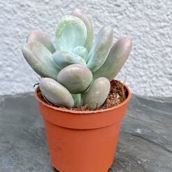 Pachyphytum oviferum (Пахіфітум яйценосний)