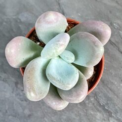 Суккуленты Украина