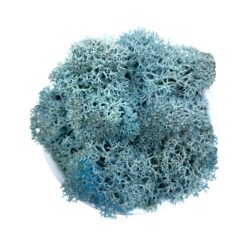 Стабілізований мох Ягель блакитний